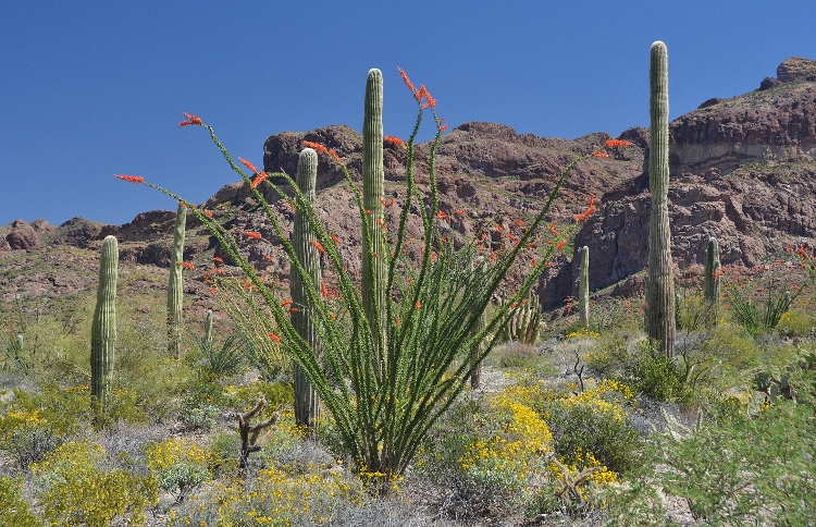 the desert floor